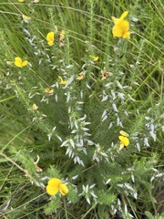 Aspalathus chortophila