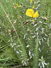 Aspalathus chortophila