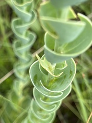 Lopholaena segmentata