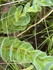 Lopholaena segmentata