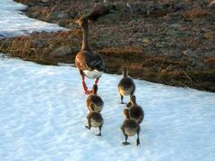 Anser serrirostris rossicus