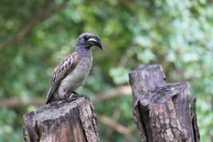 Lophoceros nasutus