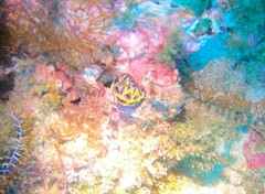 Halgerda willeyi