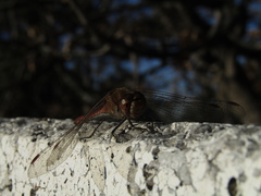 Sympetrum