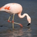 Chilean Flamingo - Photo (c) Jay, some rights reserved (CC BY-NC), uploaded by Jay