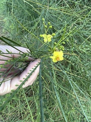 Parkinsonia aculeata