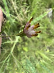 Lopholaena segmentata