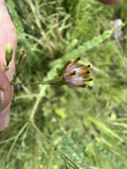 Lopholaena segmentata