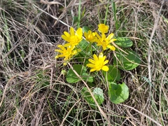 Ficaria verna calthifolia