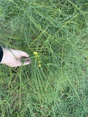Parkinsonia aculeata