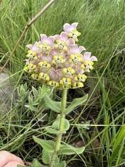 Asclepias albens