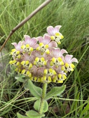 Asclepias albens