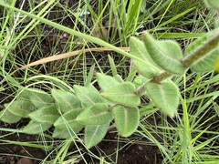 Asclepias albens