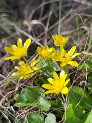 Ficaria verna calthifolia