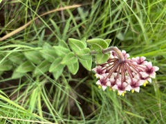 Asclepias albens