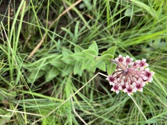 Asclepias albens