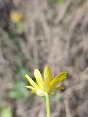 Ficaria verna calthifolia