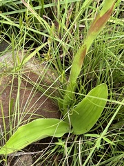 Satyrium longicauda longicauda