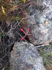 Cyrtanthus fergusoniae
