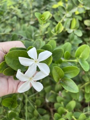 Rauvolfioideae