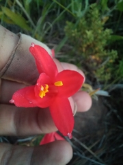 Cyrtanthus fergusoniae
