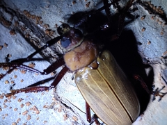 Agrianome spinicollis