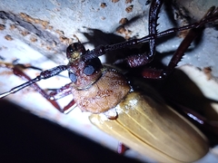 Agrianome spinicollis