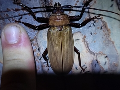 Agrianome spinicollis