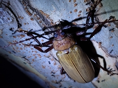 Agrianome spinicollis