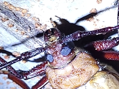 Agrianome spinicollis