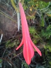 Cyrtanthus fergusoniae