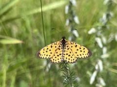 Pardopsis punctatissima