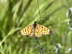 Pardopsis punctatissima