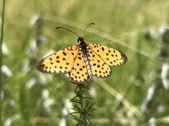 Pardopsis punctatissima