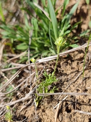 Ceratocephala testiculata