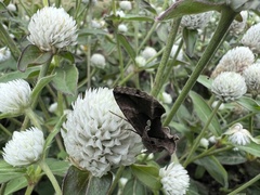 Chrysodeixis eriosoma