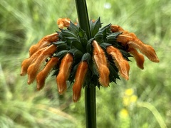 Leonotis ocymifolia