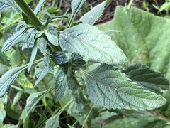 Leonotis ocymifolia