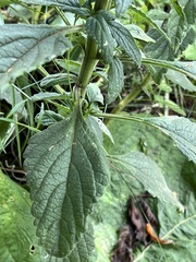 Leonotis ocymifolia