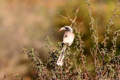 Lophoceros nasutus