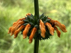 Leonotis ocymifolia