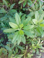 Cheirolophus burchardii