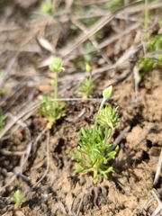 Ceratocephala testiculata