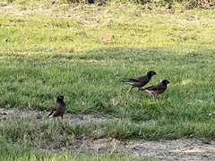 Acridotheres tristis