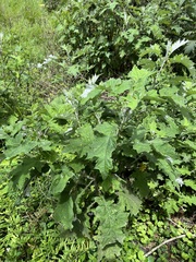 Berkheya bipinnatifida