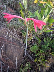 Cyrtanthus fergusoniae