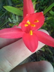 Cyrtanthus fergusoniae