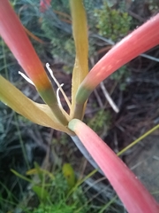 Cyrtanthus fergusoniae