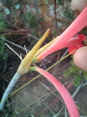 Cyrtanthus fergusoniae