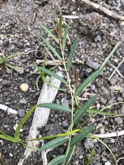 Phyllanthus virgatus